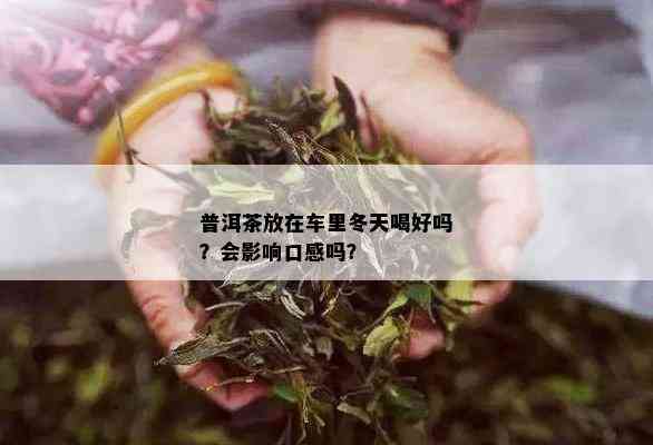 普洱茶放在车里冬天喝好吗？会影响口感吗？