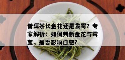 普洱茶长金花还是发霉？专家解析：如何判断金花与霉变，是否影响口感？