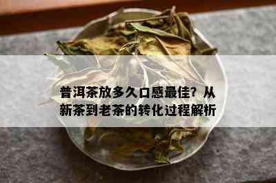 普洱茶放多久口感更佳？从新茶到老茶的转化过程解析