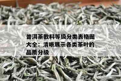 普洱茶散料等级分类表格图大全：清晰展示各类茶叶的品质分级