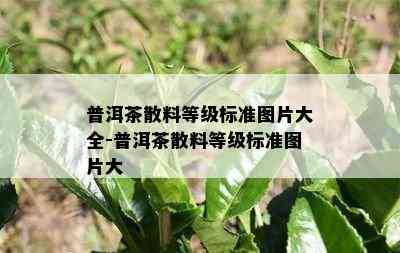 普洱茶散料等级标准图片大全-普洱茶散料等级标准图片大