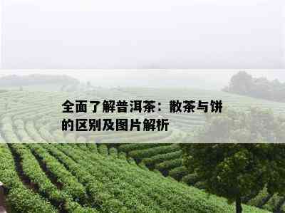 全面了解普洱茶：散茶与饼的区别及图片解析