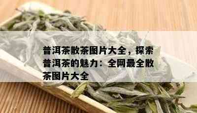 普洱茶散茶图片大全，探索普洱茶的魅力：全网最全散茶图片大全