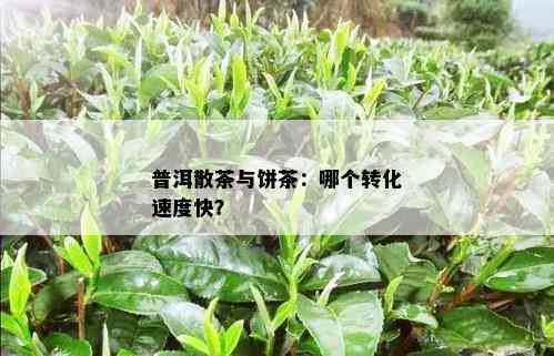 普洱散茶与饼茶：哪个转化速度快？