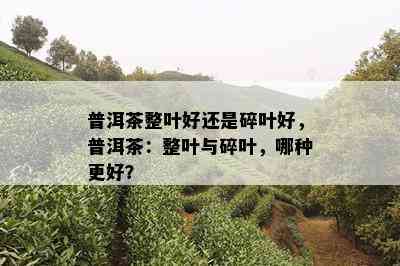 普洱茶整叶好还是碎叶好，普洱茶：整叶与碎叶，哪种更好？