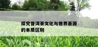 探究普洱茶文化与世界茶源的本质区别