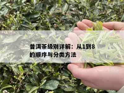 普洱茶级别详解：从1到8的顺序与分类方法