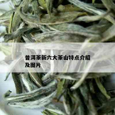 普洱茶新六大茶山特点介绍及图片