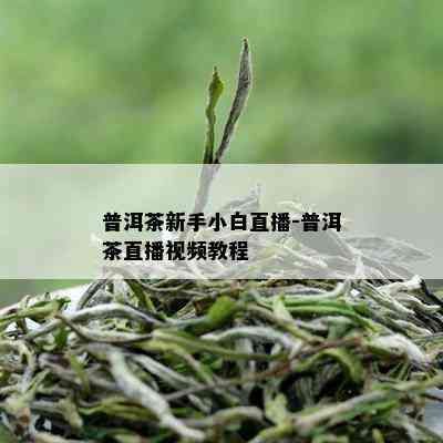 普洱茶新手小白直播-普洱茶直播视频教程