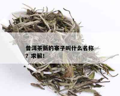 普洱茶新的寨子叫什么名称？求解！