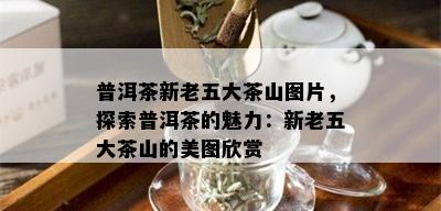 普洱茶新老五大茶山图片，探索普洱茶的魅力：新老五大茶山的美图欣赏