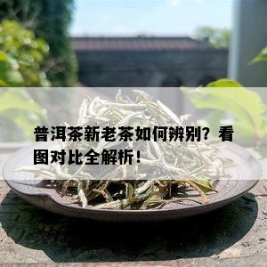 普洱茶新老茶如何辨别？看图对比全解析！