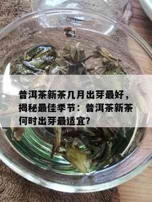 普洱茶新茶几月出芽更好，揭秘更佳季节：普洱茶新茶何时出芽最适宜？