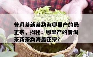 普洱茶新茶勐海哪里产的最正宗，揭秘：哪里产的普洱茶新茶勐海最正宗？