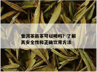 普洱茶新茶可以喝吗？了解其安全性和正确饮用方法