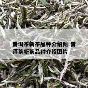 普洱茶新茶品种介绍图-普洱茶新茶品种介绍图片