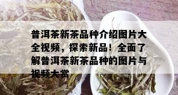 普洱茶新茶品种介绍图片大全视频，探索新品！全面了解普洱茶新茶品种的图片与视频大赏