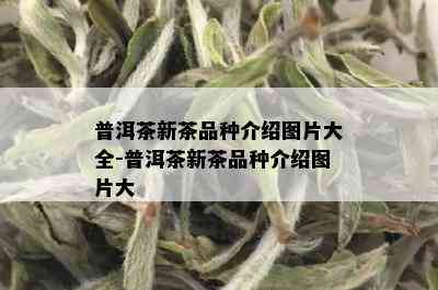 普洱茶新茶品种介绍图片大全-普洱茶新茶品种介绍图片大