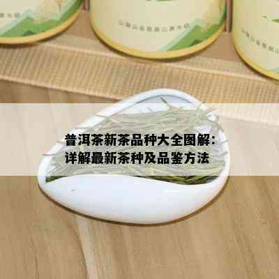 普洱茶新茶品种大全图解：详解最新茶种及品鉴方法