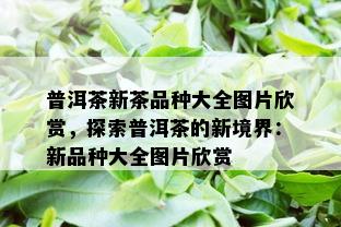 普洱茶新茶品种大全图片欣赏，探索普洱茶的新境界：新品种大全图片欣赏