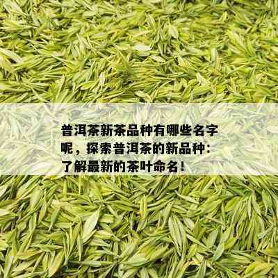 普洱茶新茶品种有哪些名字呢，探索普洱茶的新品种：了解最新的茶叶命名！