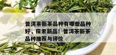 普洱茶新茶品种有哪些品种好，探索新品！普洱茶新茶品种推荐与评价