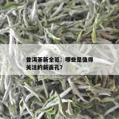 普洱茶新全览：哪些是值得关注的新面孔？