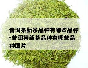 普洱茶新茶品种有哪些品种-普洱茶新茶品种有哪些品种图片