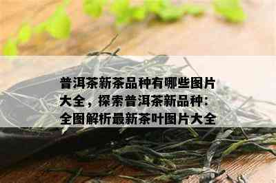 普洱茶新茶品种有哪些图片大全，探索普洱茶新品种：全图解析最新茶叶图片大全