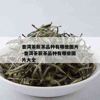 普洱茶新茶品种有哪些图片-普洱茶新茶品种有哪些图片大全