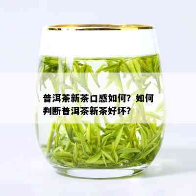 普洱茶新茶口感如何？如何判断普洱茶新茶好坏？