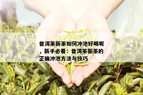 普洱茶新茶如何冲泡好喝呢，新手必看：普洱茶新茶的正确冲泡方法与技巧