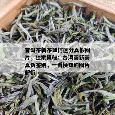 普洱茶新茶如何区分真假图片，独家揭秘：普洱茶新茶真伪鉴别，一看便知的图片解析！