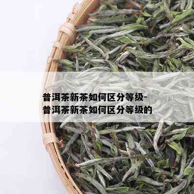 普洱茶新茶如何区分等级-普洱茶新茶如何区分等级的