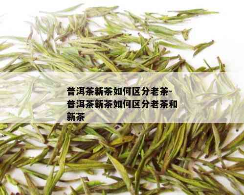 普洱茶新茶如何区分老茶-普洱茶新茶如何区分老茶和新茶