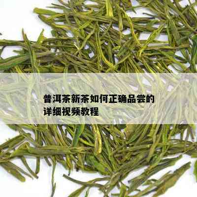 普洱茶新茶如何正确品尝的详细视频教程