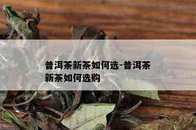 普洱茶新茶如何选-普洱茶新茶如何选购