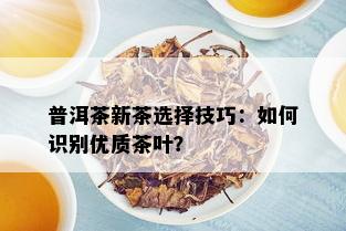 普洱茶新茶选择技巧：如何识别优质茶叶？