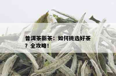 普洱茶新茶：如何挑选好茶？全攻略！