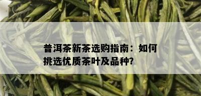 普洱茶新茶选购指南：如何挑选优质茶叶及品种？