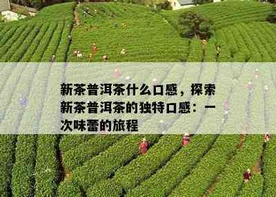 新茶普洱茶什么口感，探索新茶普洱茶的独特口感：一次味蕾的旅程