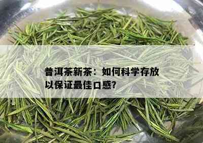 普洱茶新茶：如何科学存放以保证更佳口感？