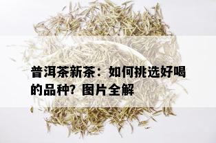 普洱茶新茶：如何挑选好喝的品种？图片全解