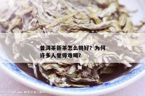 普洱茶新茶怎么挑好？为何许多人觉得难喝？