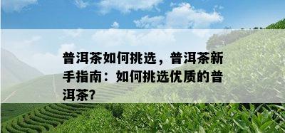 普洱茶如何挑选，普洱茶新手指南：如何挑选优质的普洱茶？