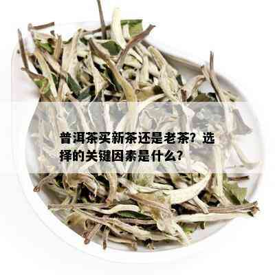 普洱茶买新茶还是老茶？选择的关键因素是什么？