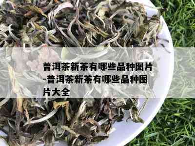 普洱茶新茶有哪些品种图片-普洱茶新茶有哪些品种图片大全