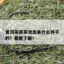 普洱茶新茶泡出来什么样子的？看图了解！