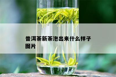 普洱茶新茶泡出来什么样子图片