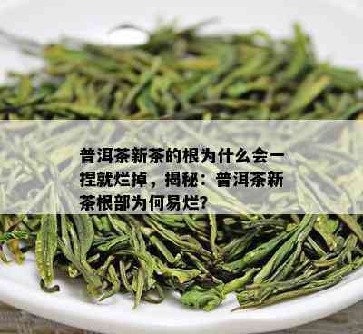 普洱茶新茶的根为什么会一捏就烂掉，揭秘：普洱茶新茶根部为何易烂？